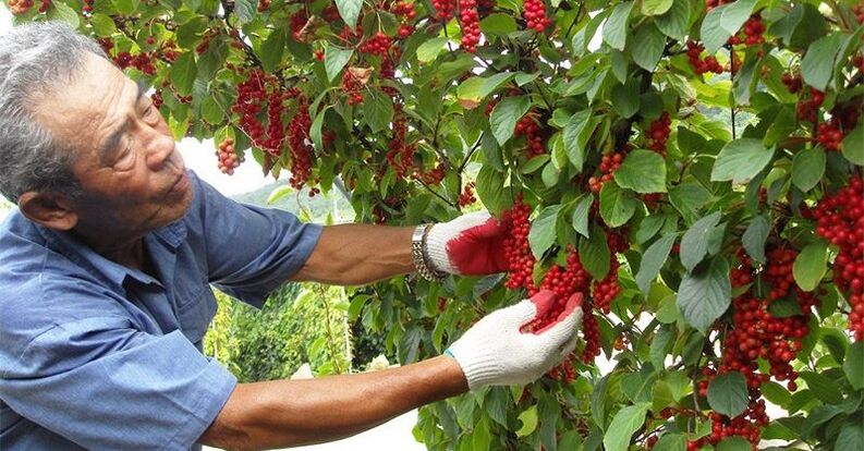 Лимонгресҳои хитоӣ барои баланд бардоштани потентӣ